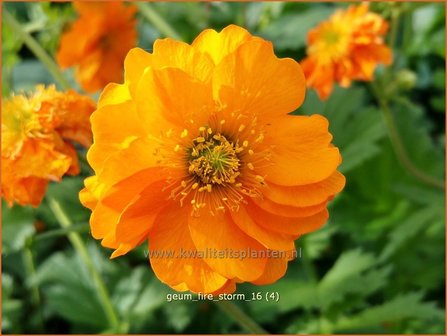 Geum &#039;Fire Storm&#039; | Nagelkruid | Nelkenwurz