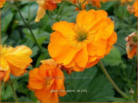 Geum &#039;Fire Storm&#039; | Nagelkruid | Nelkenwurz