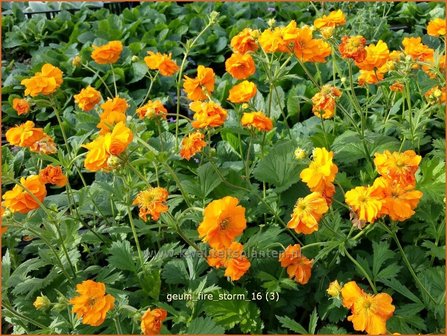 Geum &#039;Fire Storm&#039; | Nagelkruid | Nelkenwurz