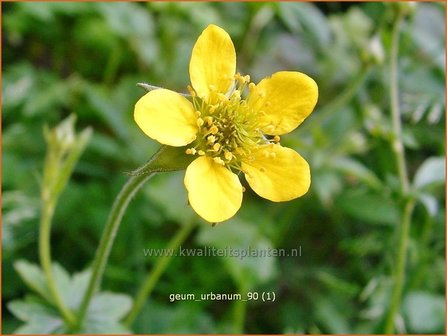 Geum urbanum | Geel nagelkruid, Nagelkruid | Echte Nelkenwurz