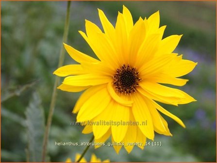 Helianthus atrorubens &#039;Gullick&#039;s Variety&#039; | Vaste zonnebloem | Rauhaarige Sonnenblume | Purple-Disk Sunflower