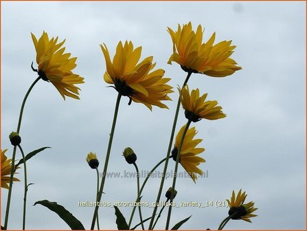 Helianthus atrorubens &#039;Gullick&#039;s Variety&#039; | Vaste zonnebloem | Rauhaarige Sonnenblume