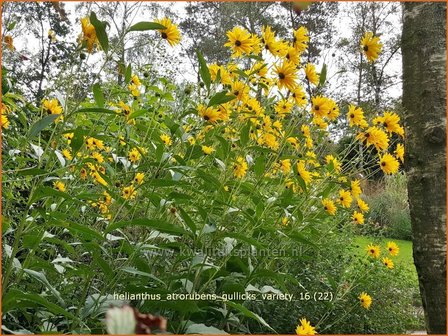 Helianthus atrorubens &#039;Gullick&#039;s Variety&#039; | Vaste zonnebloem | Rauhaarige Sonnenblume