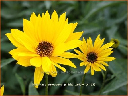 Helianthus atrorubens &#039;Gullick&#039;s Variety&#039; | Vaste zonnebloem | Rauhaarige Sonnenblume