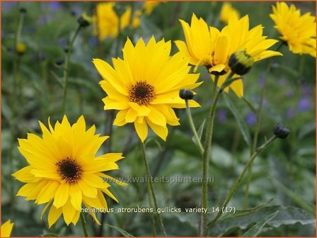 Helianthus atrorubens &#039;Gullick&#039;s Variety&#039; | Vaste zonnebloem | Rauhaarige Sonnenblume