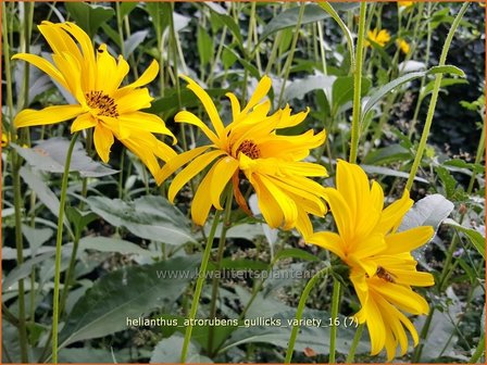 Helianthus atrorubens &#039;Gullick&#039;s Variety&#039; | Vaste zonnebloem | Rauhaarige Sonnenblume