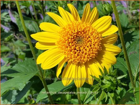 Helianthus decapetalus &#039;Meteor&#039; | Vaste zonnebloem | Stauden-Sonnenblume