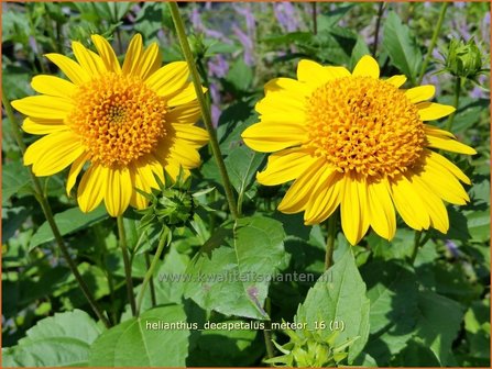 Helianthus decapetalus &#039;Meteor&#039; | Vaste zonnebloem | Stauden-Sonnenblume