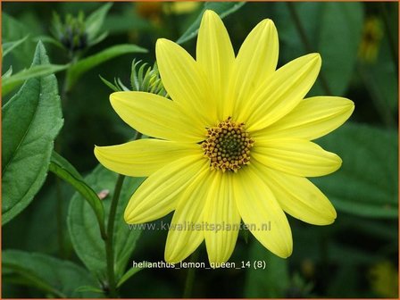 Helianthus &#039;Lemon Queen&#039; | Vaste zonnebloem | Sonnenblume