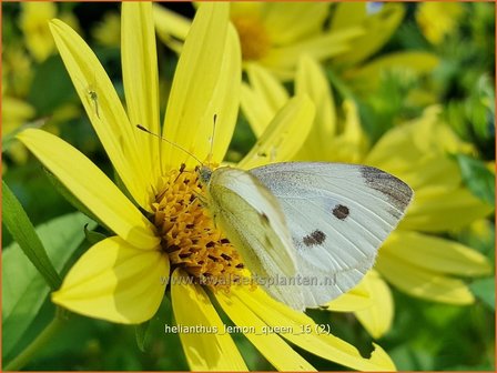 Helianthus &#039;Lemon Queen&#039; | Vaste zonnebloem | Sonnenblume