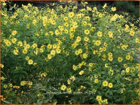 Helianthus &#039;Lemon Queen&#039; | Vaste zonnebloem | Sonnenblume