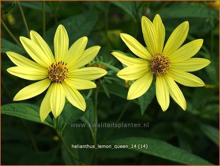 Helianthus &#039;Lemon Queen&#039; | Vaste zonnebloem | Sonnenblume