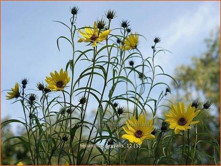 Helianthus orgyalis | Vaste zonnebloem | Klafterlange Sonnenblume