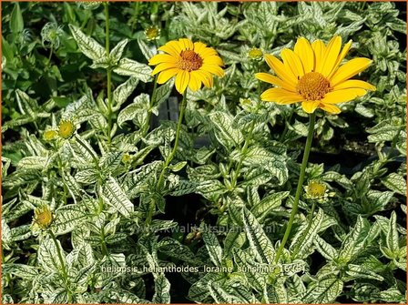 Heliopsis helianthoides &#039;Loraine Sunshine&#039; | Zonneoog | Gew&ouml;hnliches Sonnenauge