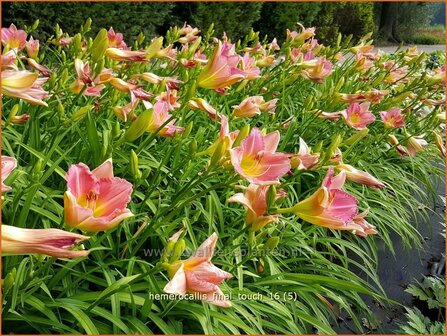 Hemerocallis &#039;Final Touch&#039; | Daglelie | Taglilie