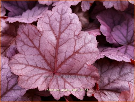 Heuchera &#039;Grape Soda&#039; | Purperklokje | Purpurgl&ouml;ckchen