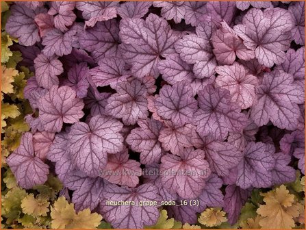 Heuchera &#039;Grape Soda&#039; | Purperklokje | Purpurgl&ouml;ckchen