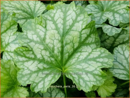 Heuchera &#039;Paris&#039; | Purperklokje | Purpurgl&ouml;ckchen