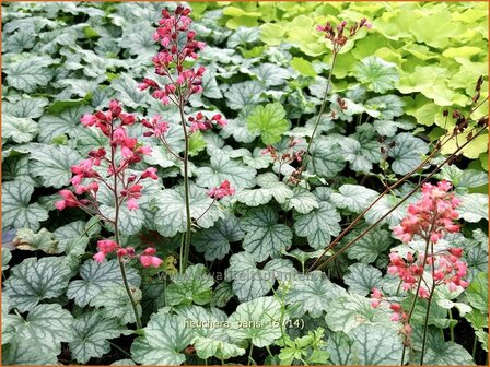 Heuchera &#039;Paris&#039; | Purperklokje | Purpurgl&ouml;ckchen