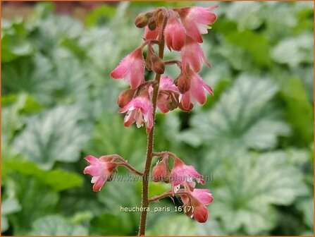 Heuchera &#039;Paris&#039; | Purperklokje | Purpurgl&ouml;ckchen