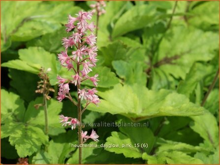 Heucherella &#039;Dayglow Pink&#039; | Purperklokje | Bastardschaumbl&uuml;te