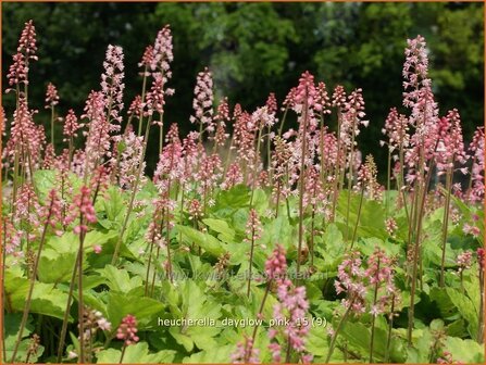 Heucherella &#039;Dayglow Pink&#039; | Purperklokje | Bastardschaumbl&uuml;te