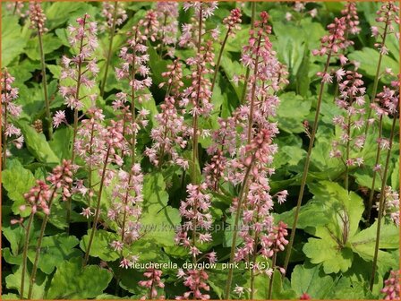 Heucherella &#039;Dayglow Pink&#039; | Purperklokje | Bastardschaumbl&uuml;te