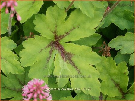 Heucherella &#039;Dayglow Pink&#039; | Purperklokje | Bastardschaumbl&uuml;te