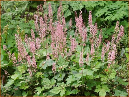 Heucherella &#039;Dayglow Pink&#039; | Purperklokje | Bastardschaumbl&uuml;te