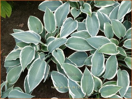 Hosta &#039;El Nino&#039; | Hosta, Hartlelie, Funkia | Funkie