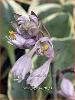 Hosta &#039;El Nino&#039; | Hosta, Hartlelie, Funkia | Funkie