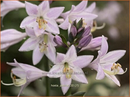 Hosta &#039;Patriot&#039; | Hosta, Hartlelie, Funkia | Funkie