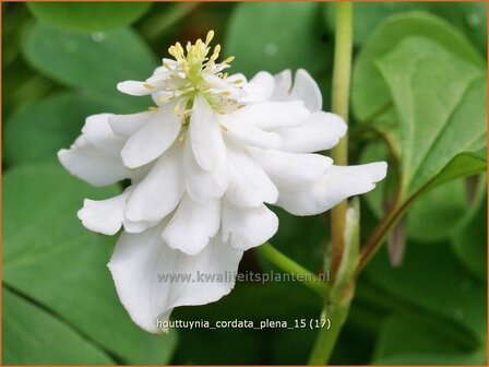 Houttuynia cordata &#039;Plena&#039; | Moerasanemoon, Dokudami | Eidechsenschwanz