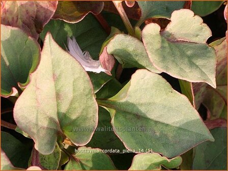 Houttuynia cordata &#039;Plena&#039; | Moerasanemoon, Dokudami | Eidechsenschwanz