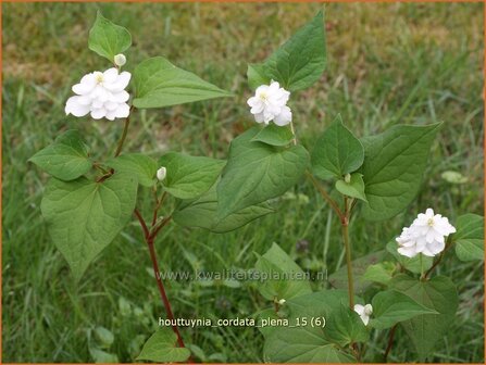 Houttuynia cordata &#039;Plena&#039; | Moerasanemoon, Dokudami | Eidechsenschwanz