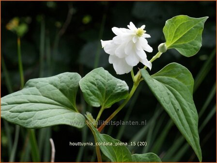 Houttuynia cordata &#039;Plena&#039; | Moerasanemoon, Dokudami | Eidechsenschwanz