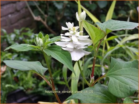 Houttuynia cordata &#039;Plena&#039; | Moerasanemoon, Dokudami | Eidechsenschwanz