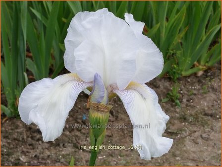 Iris germanica &#039;English Cottage&#039; | Baardiris, Iris, Lis | Hohe Bart-Schwertlilie