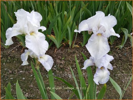 Iris germanica &#039;English Cottage&#039; | Baardiris, Iris, Lis | Hohe Bart-Schwertlilie