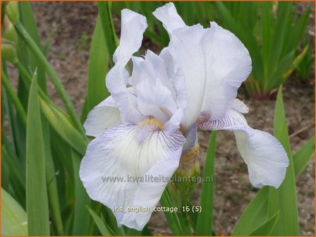 Iris germanica &#039;English Cottage&#039; | Baardiris, Iris, Lis | Hohe Bart-Schwertlilie