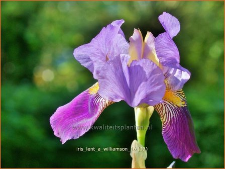 Iris germanica &#039;Lent A. Williamson&#039; | Baardiris, Iris, Lis | Hohe Bart-Schwertlilie