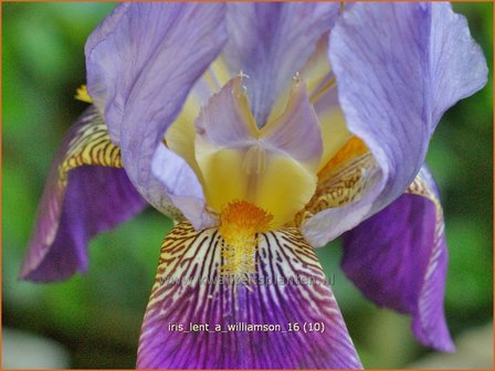 Iris germanica &#039;Lent A. Williamson&#039; | Baardiris, Iris, Lis | Hohe Bart-Schwertlilie