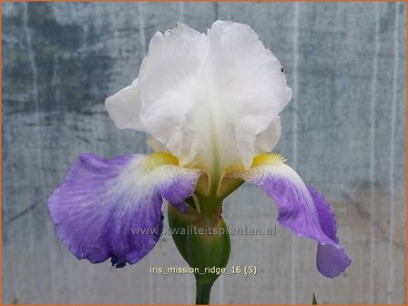 Iris germanica &#039;Mission Ridge&#039; | Baardiris, Iris, Lis | Hohe Bart-Schwertlilie