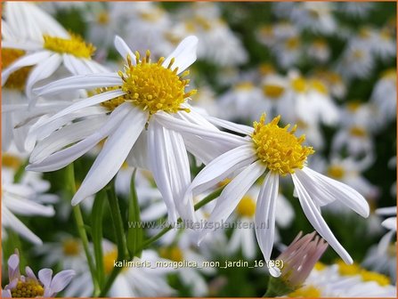 Kalimeris mongolica &#039;Mon Jardin&#039; | Zomeraster | Mongolische Sch&ouml;naster