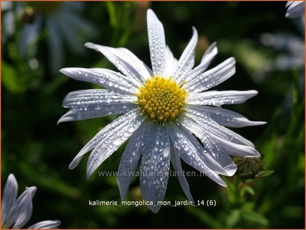 Kalimeris mongolica &#039;Mon Jardin&#039; | Zomeraster | Mongolische Sch&ouml;naster