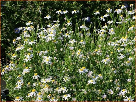 Kalimeris mongolica &#039;Mon Jardin&#039; | Zomeraster | Mongolische Sch&ouml;naster