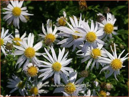 Kalimeris mongolica &#039;Mon Jardin&#039; | Zomeraster | Mongolische Sch&ouml;naster