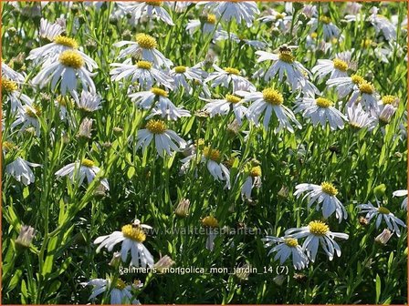 Kalimeris mongolica &#039;Mon Jardin&#039; | Zomeraster | Mongolische Sch&ouml;naster