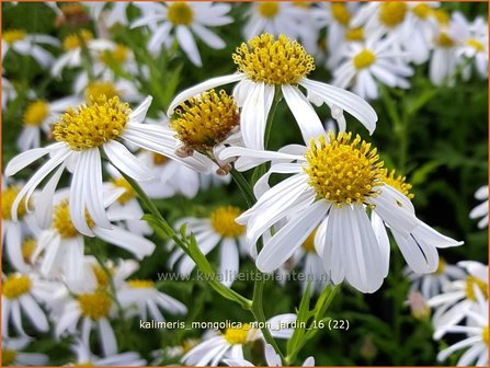 Kalimeris mongolica &#039;Mon Jardin&#039; | Zomeraster | Mongolische Sch&ouml;naster