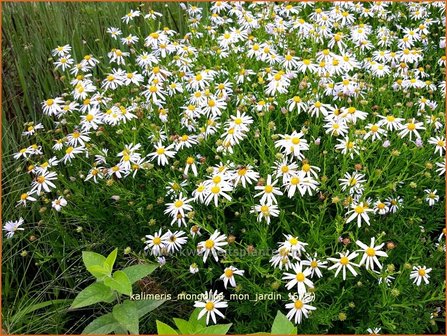 Kalimeris mongolica &#039;Mon Jardin&#039; | Zomeraster | Mongolische Sch&ouml;naster